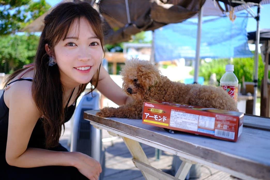稲田汐莉のインスタグラム：「古宇利島にいた可愛いわんちゃん🐶トイプードルなのかな？小さくてめっちゃ可愛い〜！！暑そうにベロ出してた😛  #古宇利島 #古宇利島カフェ」