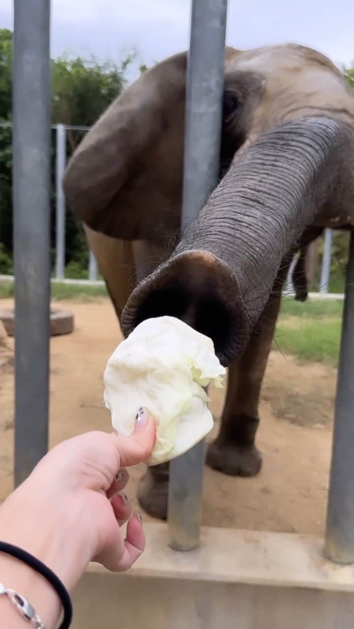 丸高愛実のインスタグラム：「動物達の動画沢山あったのでリールに🐒🐥🦁🦒🐘🐰💓 こんな至近距離の動物園はじめてでした😝 素敵な思い出をありがとう🤍  #しろとり動物園 #香川県」