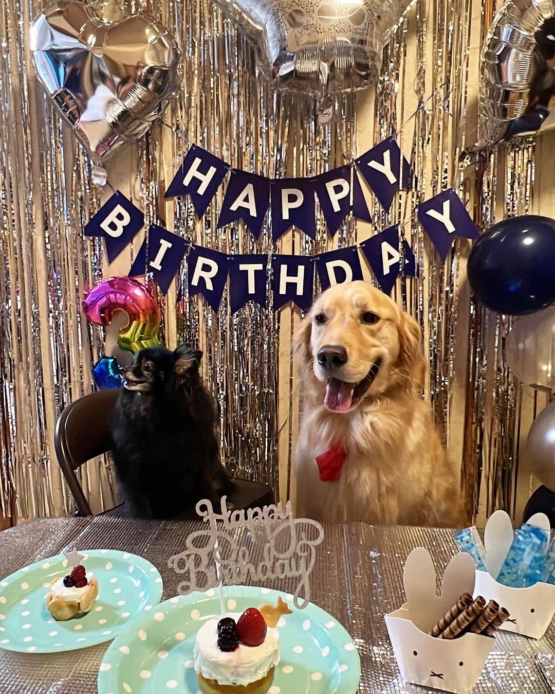 崎山一葉さんのインスタグラム写真 - (崎山一葉Instagram)「* 日々の出来事の善し悪しに捉われず 平常心で生きることを 目標にしているんですが… ↑(できたことはほぼありません。笑)  この日ばかりは浮き足立っても良いよね〜と 開き直りました🥹  よく一緒に過ごしてくれる 姉ファミリーの愛犬の誕生日🩷  🎂 飾りつけして さつま芋とカボチャのケーキと クッキーを作って 張り切りまくり🩷  あー、可愛かった。。  #goldenretriever  #pomeranian  #HBD」10月2日 15時04分 - kazuha_sakiyama