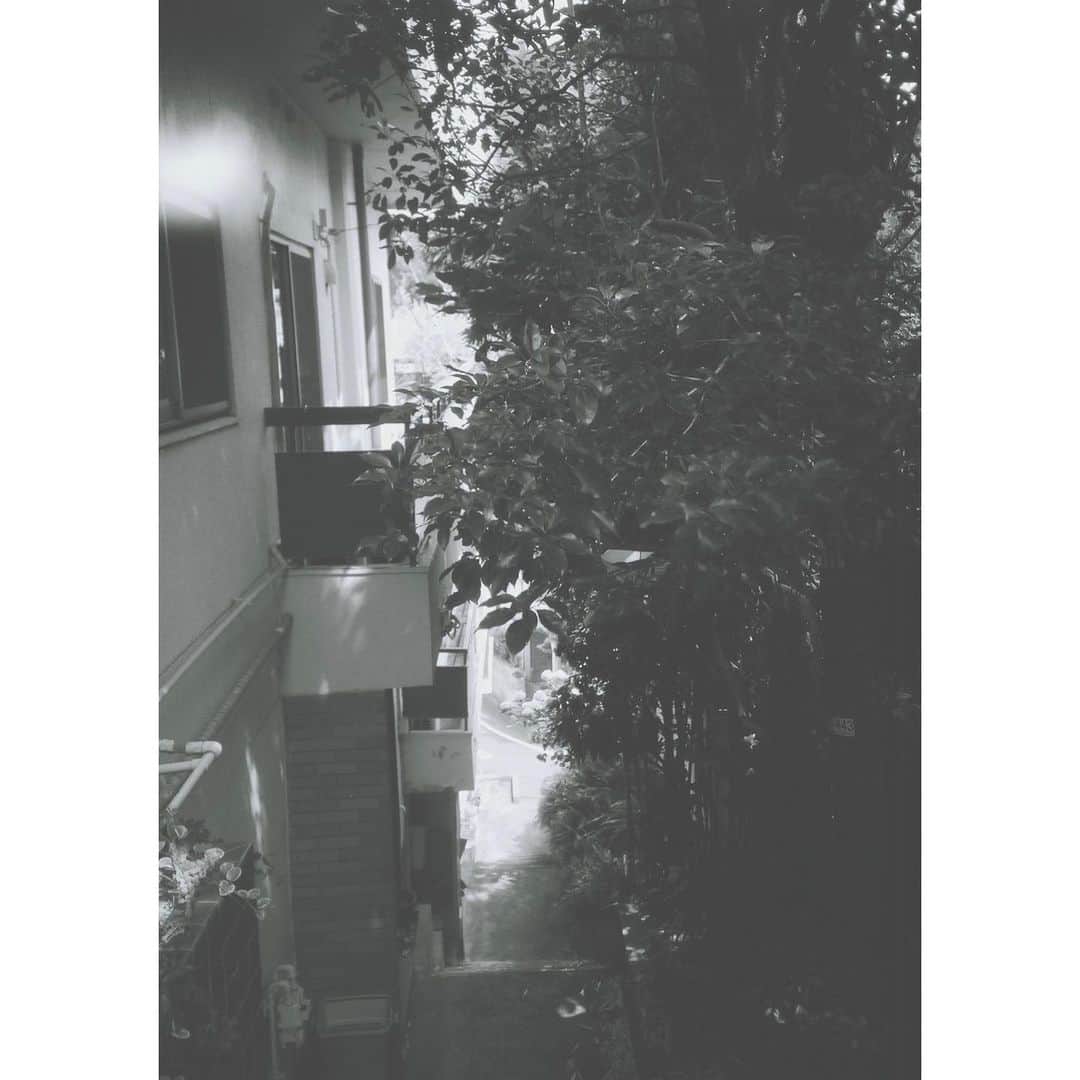 藤井武美さんのインスタグラム写真 - (藤井武美Instagram)「育てているオクラが 最近元気がないのです！  ‥‥‥夏、さいなら！」10月2日 14時59分 - takemi_fujii