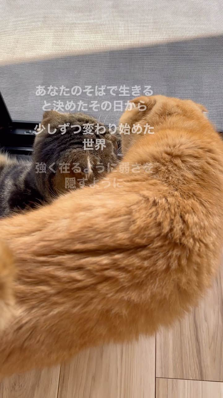 bunny & 2 catsのインスタグラム：「Buuzou😺 and Enzou🐱 _ 🐾何ともキュンとする関係🫶 🐾ぶうちゃんの存在は大きい😌 私にとってもニャンズにとっても 動物と暮らしている主さんはみんな同じ気持ちだろぅな☺️ _ #scottishfold#多頭飼い#ねこ#猫#cats#cute#amazing#スコティッシュフォールド _ #PECO#ねこ#9gag#WeeklyFluff#ふわもこ部#instavideo#ねこのきもち#catsofinstagram#instagram#instagramjapan#猫動画#cats_of_world」