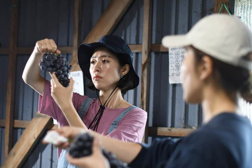 菅野広恵さんのインスタグラム写真 - (菅野広恵Instagram)「スチューベンの選果作業を教えて頂き🍇 細かい作業で、かなり真剣な顔をしておりますw （スチューベンの選果とは、収穫した後に、粒が落ちそうな所はないか？潰れてしまいそうな所はないか？状態はどうか？を収穫する時にもチェックはするけど、再度じっくりチェックする事）  選果作業は本当ーーーに 神経を使いますw 見逃し１つで、お客様の所に届いた時に… と思うと、よりじっくりチェックしなきゃ と思う気持ち😣  そして、落ちそうな粒を　発見した時には 取り除き、綺麗に 粒揃えをする 大変、大変細かい作業‼️ しかも、ぶどうって粒が詰まってるので 見にくかったり、 取り除く時に 隣の粒を傷めてしまったら、本来は A品のものでも、家庭用や、加工品用に なってしまう事もある😭。  美味しさには変わりないのにね😣 大切に育てた時間も変わりないのにね😣  --- 私たちが、綺麗✨美味しい😋 と普通に食べている果物には 人の手が実は、 すごーくすごーーーく加わり 出来ている有り難さ 身に染みまます😭🍇 ---  投稿写真の後半に、スチューベンを持って ニッコリの写真を載せてますが 農家さんにとっては 収穫した後もまだニッコリではなく 気は抜けないことなんだなと 体験し、実感しました。  綺麗な果物 美味しい果物 旬の果物 が食べれるのは 「農家の裏側」 があるからこそ。  綺麗な写真は多いけど、 1番頑張ってる部分の 農家の裏側ってまだまだ 知られてない事も多い だからこそ、これからも 発信していきたい🧑‍🌾👩‍🌾  ---- 紅楓庵いとうファームさんの スチューベンセットは 1日限定にはなりますが 再販で本日10月2日 だけ @vegetaiment にて承り中です🍇  ---  写真 @vegetaiment 専属 農業カメラマン @photos_by_ayablossom   #農家の裏側　#農家あるある　#農業女子  #農業インスタグラム  #農家応援　#スチューベン　#食育　#食育活動  #果物大好き  #果物好きな人と繋がりたい  #野菜ソムリエ　#野菜ソムリエプロ」10月2日 15時59分 - hiroesugano