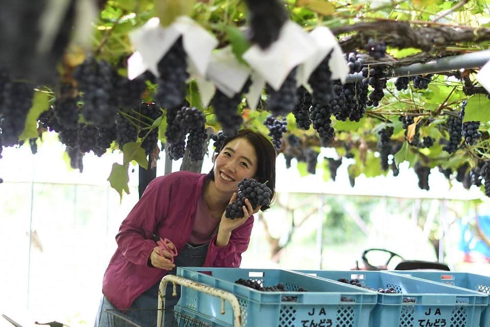 菅野広恵さんのインスタグラム写真 - (菅野広恵Instagram)「スチューベンの選果作業を教えて頂き🍇 細かい作業で、かなり真剣な顔をしておりますw （スチューベンの選果とは、収穫した後に、粒が落ちそうな所はないか？潰れてしまいそうな所はないか？状態はどうか？を収穫する時にもチェックはするけど、再度じっくりチェックする事）  選果作業は本当ーーーに 神経を使いますw 見逃し１つで、お客様の所に届いた時に… と思うと、よりじっくりチェックしなきゃ と思う気持ち😣  そして、落ちそうな粒を　発見した時には 取り除き、綺麗に 粒揃えをする 大変、大変細かい作業‼️ しかも、ぶどうって粒が詰まってるので 見にくかったり、 取り除く時に 隣の粒を傷めてしまったら、本来は A品のものでも、家庭用や、加工品用に なってしまう事もある😭。  美味しさには変わりないのにね😣 大切に育てた時間も変わりないのにね😣  --- 私たちが、綺麗✨美味しい😋 と普通に食べている果物には 人の手が実は、 すごーくすごーーーく加わり 出来ている有り難さ 身に染みまます😭🍇 ---  投稿写真の後半に、スチューベンを持って ニッコリの写真を載せてますが 農家さんにとっては 収穫した後もまだニッコリではなく 気は抜けないことなんだなと 体験し、実感しました。  綺麗な果物 美味しい果物 旬の果物 が食べれるのは 「農家の裏側」 があるからこそ。  綺麗な写真は多いけど、 1番頑張ってる部分の 農家の裏側ってまだまだ 知られてない事も多い だからこそ、これからも 発信していきたい🧑‍🌾👩‍🌾  ---- 紅楓庵いとうファームさんの スチューベンセットは 1日限定にはなりますが 再販で本日10月2日 だけ @vegetaiment にて承り中です🍇  ---  写真 @vegetaiment 専属 農業カメラマン @photos_by_ayablossom   #農家の裏側　#農家あるある　#農業女子  #農業インスタグラム  #農家応援　#スチューベン　#食育　#食育活動  #果物大好き  #果物好きな人と繋がりたい  #野菜ソムリエ　#野菜ソムリエプロ」10月2日 15時59分 - hiroesugano