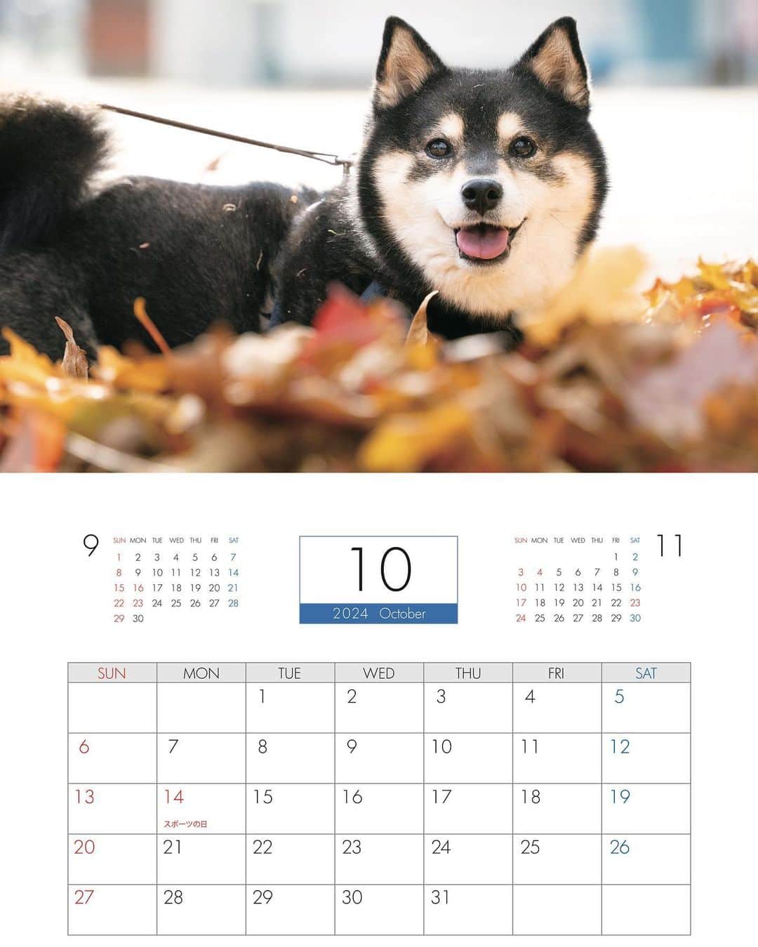 吾子さんのインスタグラム写真 - (吾子Instagram)「・ ・ acondar2024 📅販売中✨ ・ 今年も素敵なカレンダーできました📅 ・ 毎年の事ながら、フィーは全額寄付になります🐶✨ ・ あこパパ、クロマメパパ　@kuromame.jp の合作です ・ どっちが撮った写真か当ててみてくださいね🐶✨ ・ プロフィールのリンクから販売ページに飛べます✨ ・  2024 Acoshiba calendar on sale! It's a good deal because the yen is cheap! Please go to the sales page from the link in the profile.  ・ #2024calendar #あこんだー2024 #sapporo  ・ 北海道の柴犬 #柴北会 の皆ワン🐶涼しくなってきたね〜🐶✨ ・ #adorable #instadog#shibainu#dog#柴犬ライフ #instashiba#柴犬マニア #9gag #barked #kuroshiba#socute #cutedog#いぬのきもち #黒柴 #dogstagram_japan」10月2日 16時12分 - acoshiba