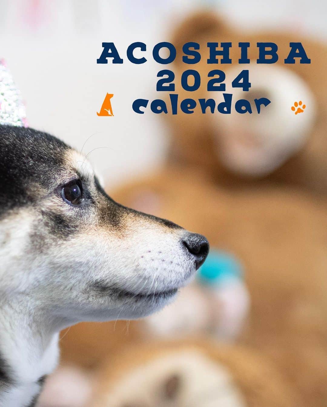 吾子のインスタグラム：「・ ・ acondar2024 📅販売中✨ ・ 今年も素敵なカレンダーできました📅 ・ 毎年の事ながら、フィーは全額寄付になります🐶✨ ・ あこパパ、クロマメパパ　@kuromame.jp の合作です ・ どっちが撮った写真か当ててみてくださいね🐶✨ ・ プロフィールのリンクから販売ページに飛べます✨ ・  2024 Acoshiba calendar on sale! It's a good deal because the yen is cheap! Please go to the sales page from the link in the profile.  ・ #2024calendar #あこんだー2024 #sapporo  ・ 北海道の柴犬 #柴北会 の皆ワン🐶涼しくなってきたね〜🐶✨ ・ #adorable #instadog#shibainu#dog#柴犬ライフ #instashiba#柴犬マニア #9gag #barked #kuroshiba#socute #cutedog#いぬのきもち #黒柴 #dogstagram_japan」