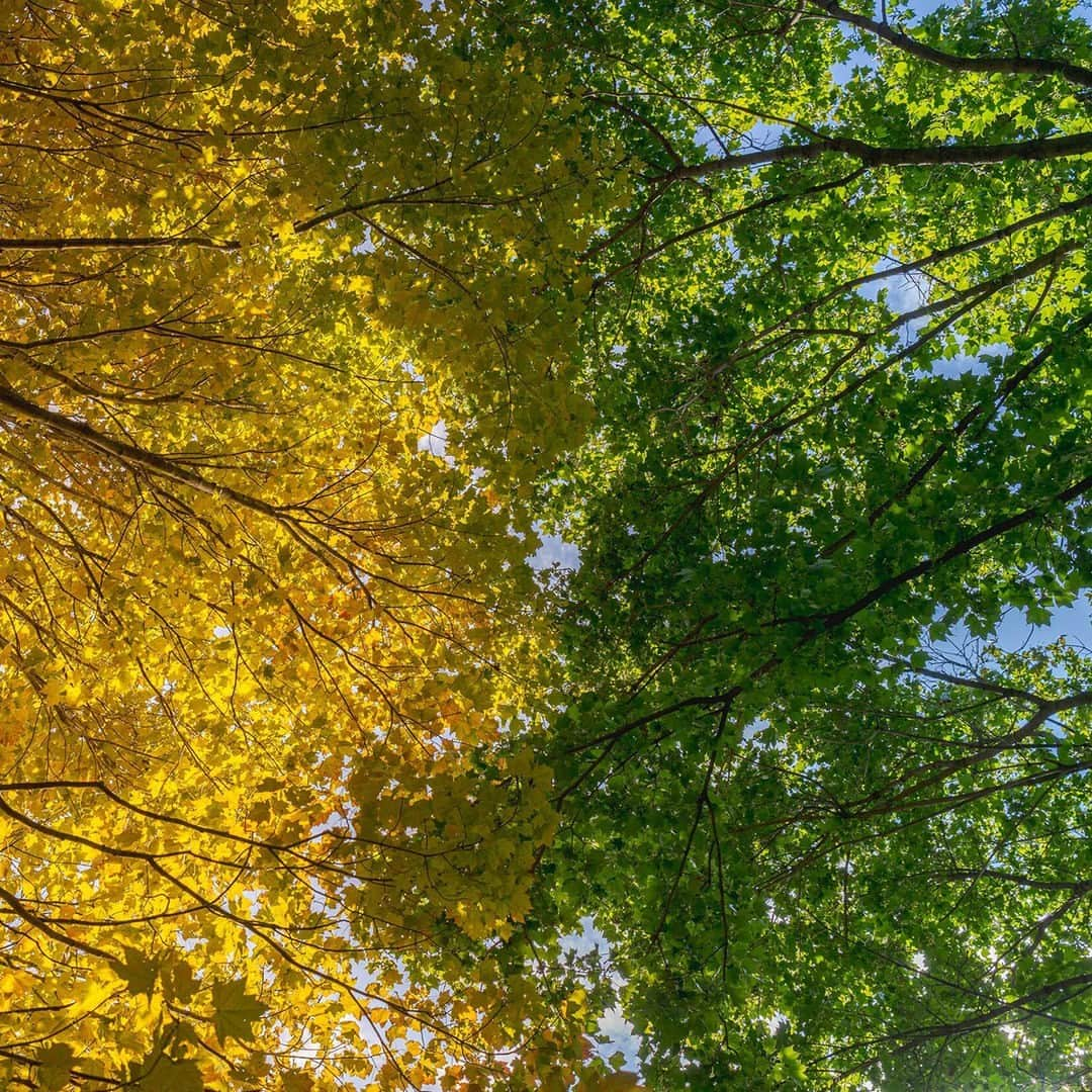 ニューヨーク植物園さんのインスタグラム写真 - (ニューヨーク植物園Instagram)「With the first of the red maple leaves making their star turn, fall is definitely on the move here in the Bronx! 🍂🍁🌤️  Stay tuned as our 250 acres make the big switch to bright swaths of red, orange, and yellow as cozy season continues to settle in here in NYC.  What's flipping on the fall color in your neighborhood right now?  #Acer rubrum 'Scanlon'」10月3日 2時50分 - nybg