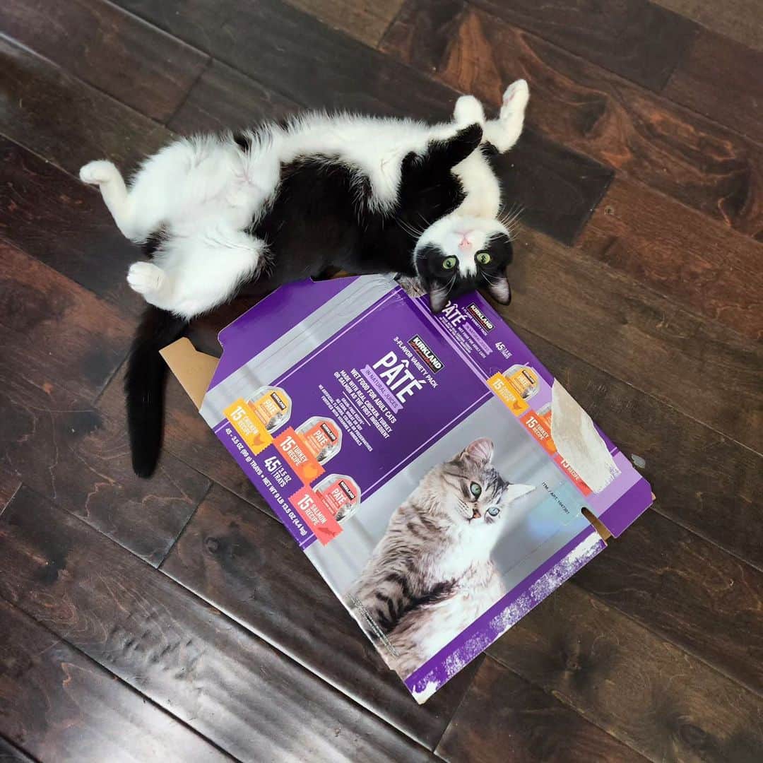 のインスタグラム：「Kirkland Signature™ Pâté is Marley-approved! 😻  📸: @missmarleycakes」