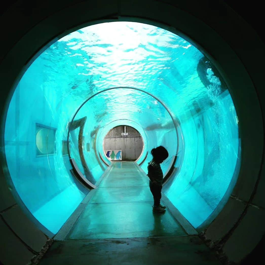 門倉貴史さんのインスタグラム写真 - (門倉貴史Instagram)「横浜・八景島シーパラダイス🐬の水族館を楽しむ娘☺ 白イルカ（ベルーガ）最高❗❗  イエーイ😘🤓イエーイ😘🤓イエーイ😘🤓  #八景島シーパラダイス  #あかちゃんのいる生活」10月2日 18時21分 - takashikadokura