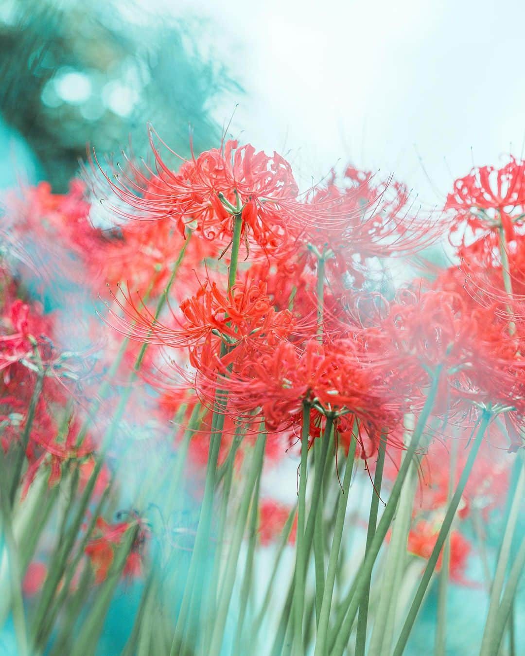 6151さんのインスタグラム写真 - (6151Instagram)「帰り道にみつけた曼珠沙華。夏が長かったせいで無性に秋が恋しかったから道々に咲く姿につい目を奪われる。  秋が長く続くと嬉しいな。許される限りこの気候の中でうとうとと過ごしたいから。」10月2日 18時46分 - 6151