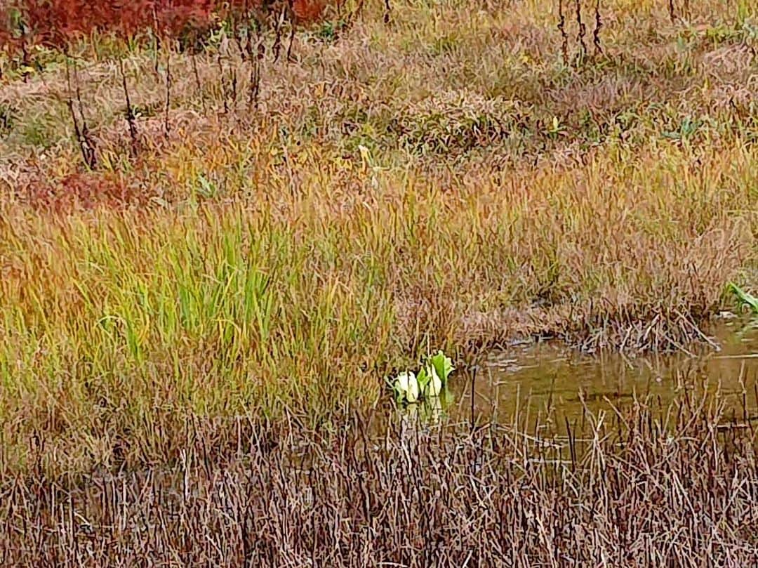 白馬八方尾根スキー場さんのインスタグラム写真 - (白馬八方尾根スキー場Instagram)「なんと！！！！ 紅葉の時期にも関わらず、鎌池湿原では水芭蕉が狂い咲きしてます🤣🤣🤣 小さいですが、一生懸命咲いています!! 珍しすぎる紅葉と水芭蕉の共演を是非見つけにお越しください(笑)  #hakuba #happo #白馬 #八方尾根 #夏  #グリーンシーズン #八方池 #高山植物 #絶景 #白馬三山 #花 #かわいい #八方尾根自然研究路 #カラフル #八方アルペンライン #山 #水芭蕉 #秋 #紅葉 #謎の共演」10月2日 19時14分 - hakuba_kanko_happo