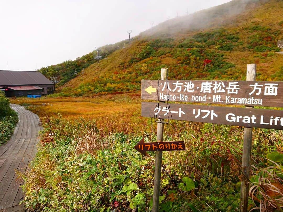 白馬八方尾根スキー場のインスタグラム：「なんと！！！！ 紅葉の時期にも関わらず、鎌池湿原では水芭蕉が狂い咲きしてます🤣🤣🤣 小さいですが、一生懸命咲いています!! 珍しすぎる紅葉と水芭蕉の共演を是非見つけにお越しください(笑)  #hakuba #happo #白馬 #八方尾根 #夏  #グリーンシーズン #八方池 #高山植物 #絶景 #白馬三山 #花 #かわいい #八方尾根自然研究路 #カラフル #八方アルペンライン #山 #水芭蕉 #秋 #紅葉 #謎の共演」