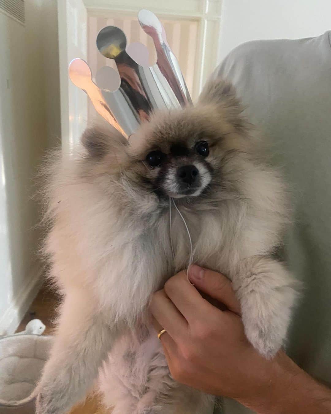 ベン・デイヴィスさんのインスタグラム写真 - (ベン・デイヴィスInstagram)「A huge thank you to everyone who helped us find our dog.. here’s a post dedicated to Twiggy🫶🏻」10月2日 19時24分 - bendavies33