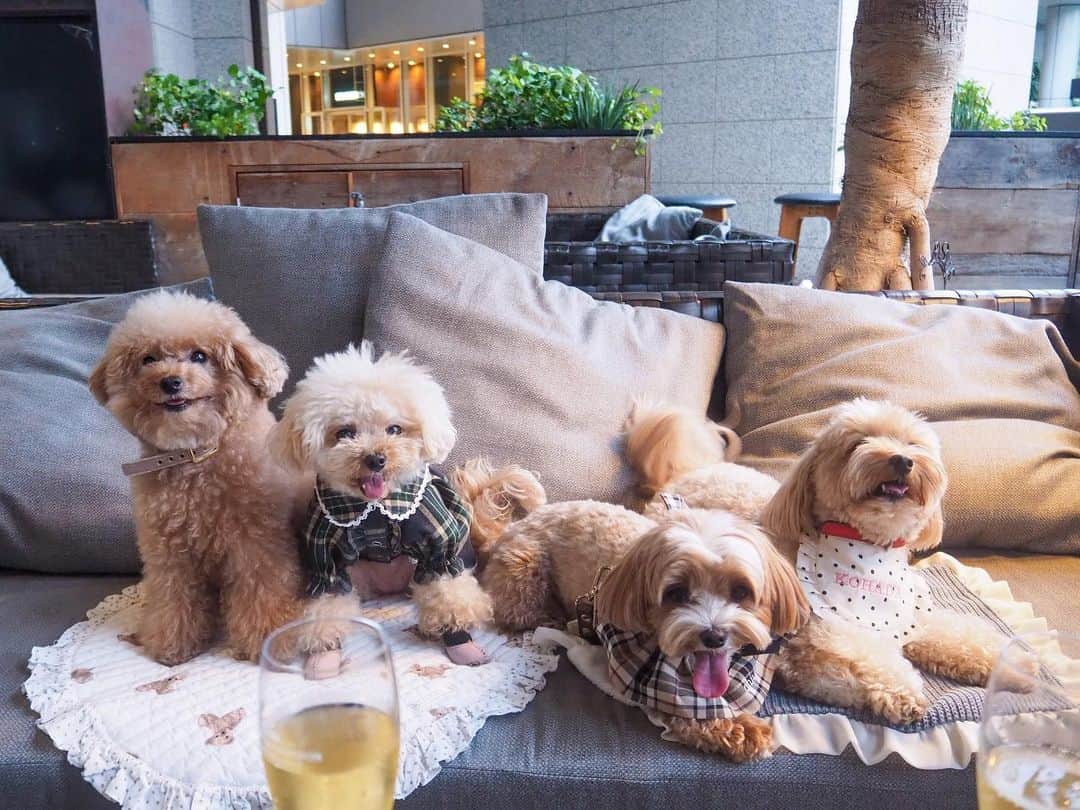 くるみたんのインスタグラム：「いぬかいちたよ🐶🐶 こてつとちゃちゃとこはだとあたち♡  ままたち暗くなるまでおしゃべりしてた🙈 それぞれ個性に溢れておりました♡笑  また遊ぼ〜🙌  みんな帰り際が1番落ち着いてたね🥹 @neet_kotetsu @chacha_marupoo @kohadachan2020   #超予約困難犬 #プードル #トイプードル #ティーカッププードル #犬 #ふわもこ部  #犬バカ部 #アプリコット #パピー #ペット #poodle #toypoodle #teacuppoodle #dog #dogstagram #instadog #puppy #tokyo #くるみたん」
