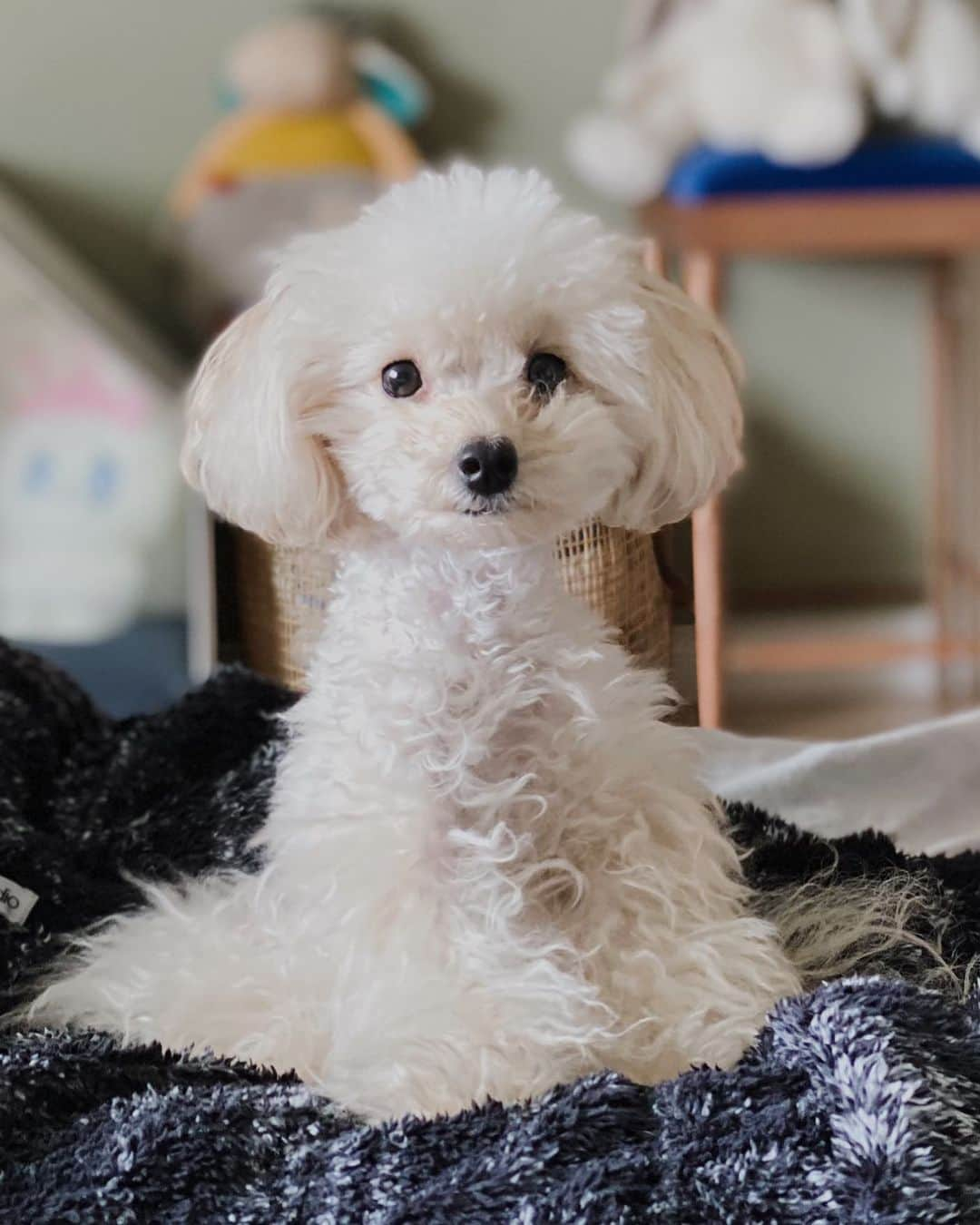 キム・サランのインスタグラム：「정말 인형 같음 🟰푸들 이름:아이 🐶」