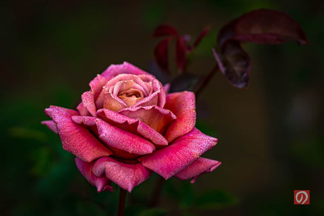 花の写真館のインスタグラム：「Photo by 宮崎 信道. . Original Post[投稿いただいたURL] https://www.facebook.com/photo.php?fbid=5643447279071538 . 本アカウントは、 #私の花の写真 をつけてInstagramに投稿された皆さまの花の写真や、「花の写真館」Facebookページで投稿された花の写真を紹介します。 「花の写真館」Facebookページは、「 @floral.photograph 」のプロフィールにあるURLからご覧ください。 . ※各種法令、マナー、関係者の指示に従った撮影をお願いします。 *Please ensure that your photography adheres to all relevant laws, etiquette, and instructions issued by authorized persons. ※本アカウントは東京カメラ部がFacebook、Instagramのサービスを利用して運営しているもので、Meta社・Instagramとは一切関係ありません。 . #花の写真館 #floralphotograph #floralphoto #flower #flowers Follow: @floral.photograph」