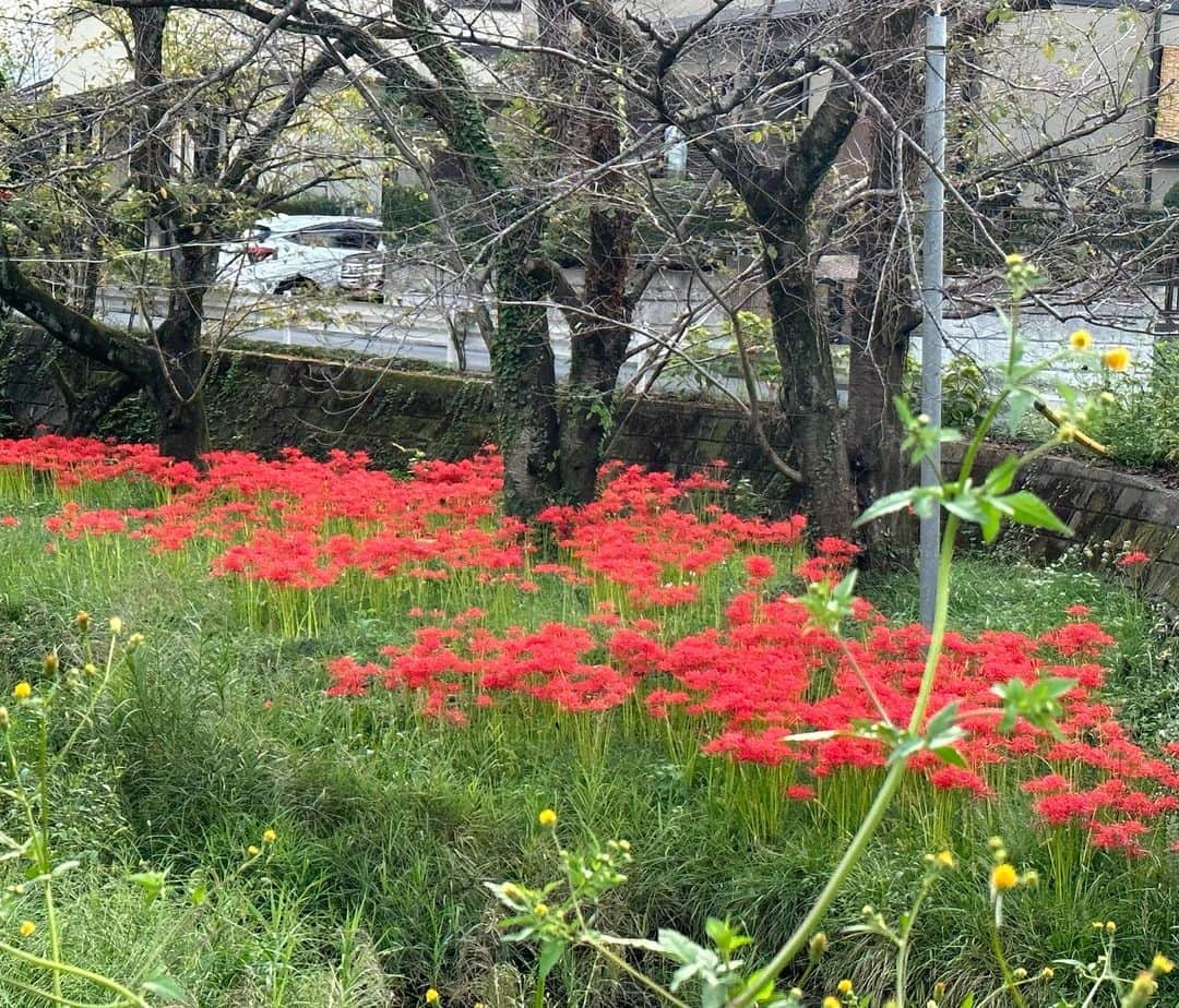 二ノ宮知子のインスタグラム：「彼岸花が綺麗に咲いてました。 久々に外へ出たら、サンダルが寒くて、浦島太郎気分だった。」