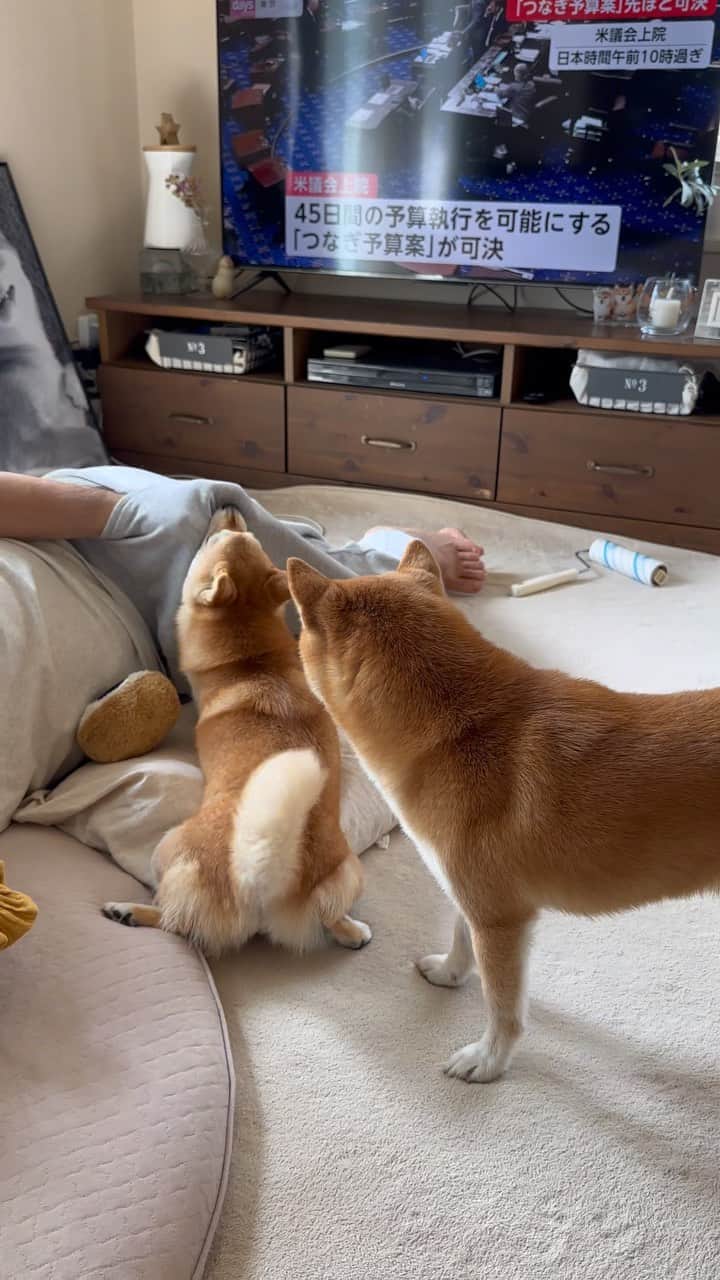 豆柴にこちゃんのインスタグラム：「🐶 ポケットに入れた手をワチャワチャ動かすと たまが尻尾を振りながらジャレ始めるという 無料で楽しめる我が家のアトラクション。  #暇を持て余した神々の遊び  #柴犬#豆柴#mameshiba #shibastagram#japanphoto#shibainu#犬#shibainumania#犬のいる暮らし#shiba_snap#shibainupuppy#多頭飼い#dog#いぬすたぐらむ#puppy#dogstagram#instadog #doglover#pecoいぬ部#pecotv#いぬのきもち部#狗#子犬#barked#9gag#9gagpets#시바견」