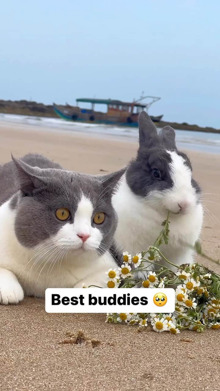 Cute Pets Dogs Catsのインスタグラム