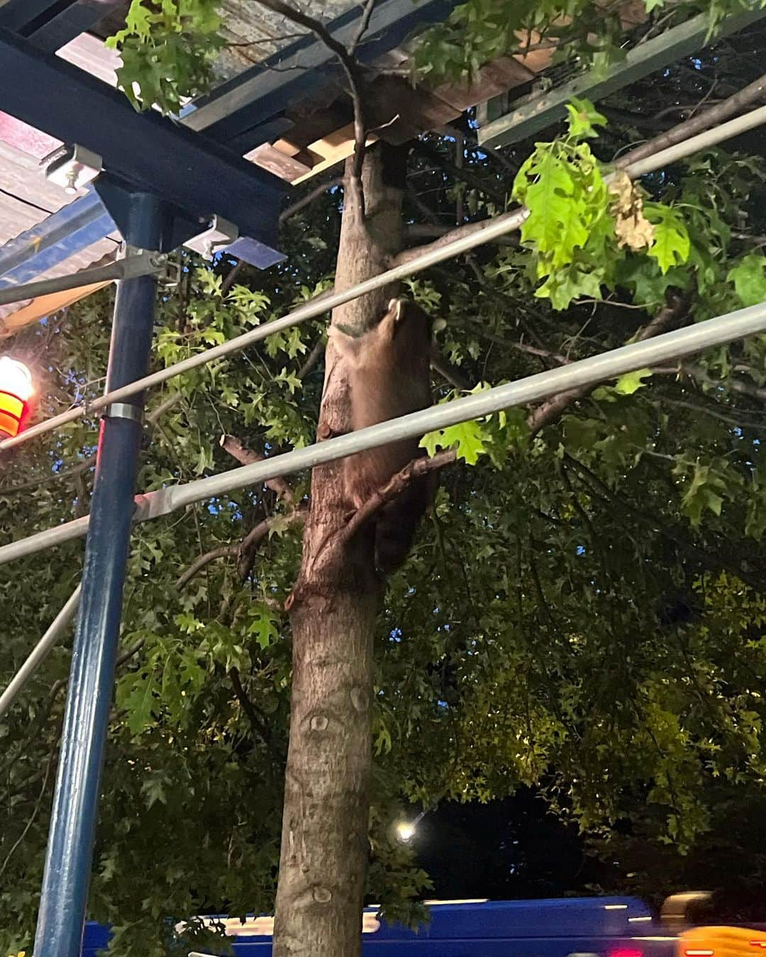 エミー・ロッサムさんのインスタグラム写真 - (エミー・ロッサムInstagram)「The weekend, a great show, a big sandbox, orange slices as ears, animals on fifth Avenue at dawn eating trash and scaling trees.」10月2日 20時11分 - emmy