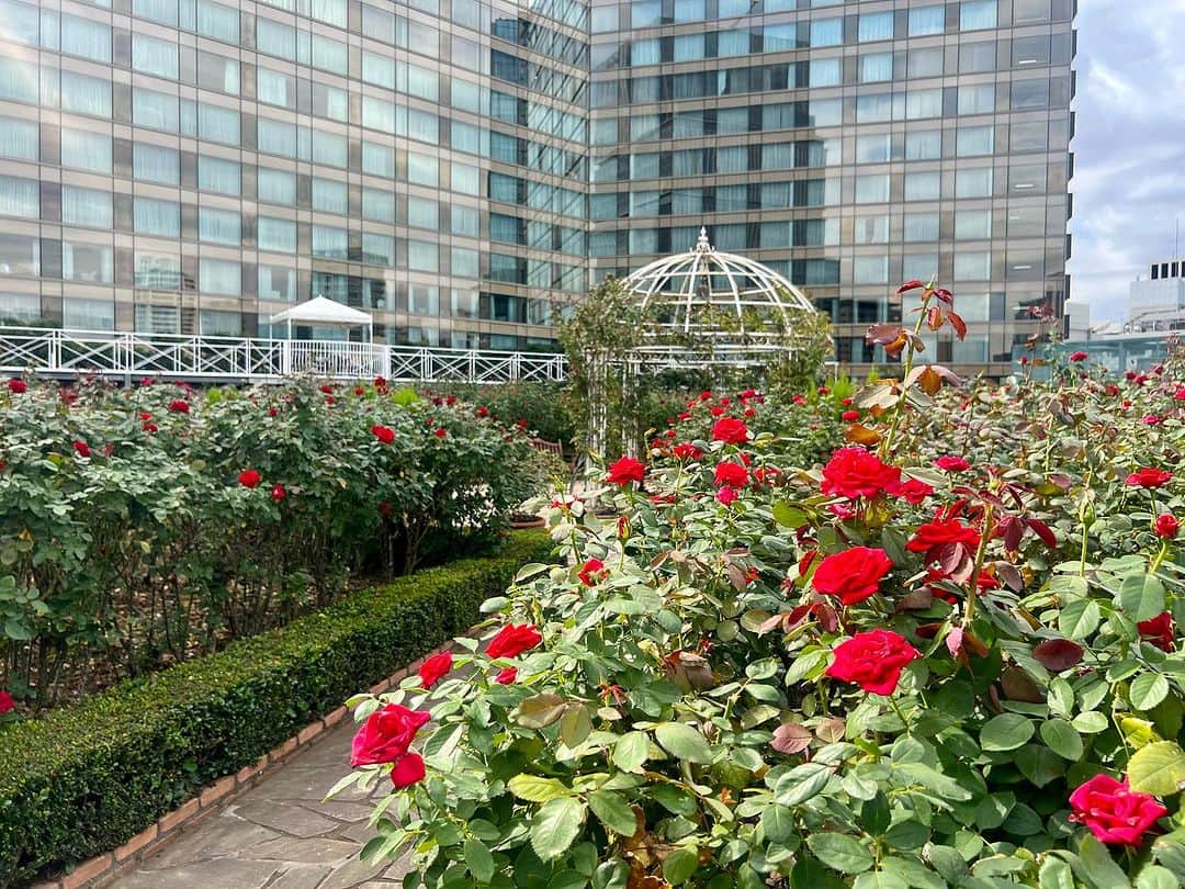 ホテル ニューオータニのインスタグラム：「【本日のレッドローズガーデン／Red Rose Garden Virtual Tour🌹】  If you love this photo as we do, please comment with a🌹 stamp! ＊素敵！と思ったら🌹のスタンプをコメントしてください。  多くの品種で開花が始まりました。6〜7分咲きほどの開花状況です。  🌹レッドローズガーデンスペシャルマンス Red Rose Garden Special Month  2023年9月23日（土・祝）～10月22日（日） September 23- October 22 2023  30種3万輪のバラが咲き誇る屋上庭園Red Rose Gardenを一部の方に向けて特別に開放！期間限定イベントや入場券付きレストランプランを販売しております。  都心の"秘密の花園"で、優雅なひとときをお過ごしください。  The Red Rose Garden, is a rooftop garden with 30,000 roses of 30 different varieties in bloom, now opens to the public! For a limited-time special events will also be held.  Please enjoy a moment of elegance in our "secret garden" in the heart of the city.  ◇ご予約・詳細は@hotelnewotanitokyo プロフィールのURLより「Red Rose Garden」バナーをタップ👆  For reservations and details, tap the "Red Rose Garden" banner from the URL in @hotelnewotanitokyo's profile.  《レッドローズガーデンスペシャルマンス🌹》  期間：2023年9月23日（土・祝）～10月22日（日） 時間：10:00～17:00（最終入場16:30）  入園対象者： ♦ニューオータニクラブ会員の皆さま（ご同伴のお客さまは2名さままで） ♦ホテルニューオータニ（東京）にご宿泊中のすべてのお客さま ♦レッドローズガーデンイベントにご参加のお客さま ♦レッドローズガーデン入場券付レストランプランをご利用のお客さま ♦ご記入済みのニューオータニクラブ入会申込書をご持参の方（1グループ3名さままで） ♦ニューオータニクラブVISAカードのオンライン入会お申し込みをお済みの方（1グループ3名さままで） ※お申し込み番号やお申し込み受付のお知らせメールなど、ご証明のものをご提示いただきます。  #レッドローズガーデン #ローズガーデン #バラ園 #バラ #バラのある暮らし #ガーデニング  #rosegarden #roses #redrosegarden  #ホテル #東京ホテル #ホテルステイ  #ホテルニューオータニ #ニューオータニ #hotelnewotani #newotani #赤坂見附 #赤坂 #四ツ谷 #紀尾井町  #tokyo #japan #tokyotrip  #tokyotravel #tokyohotel  #virtualtour #forbestravelguide #futuretravelguide #thepreferredlife」