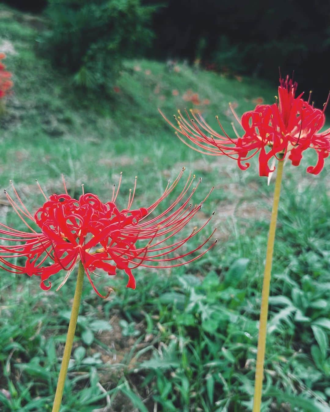 沙月愛奈さんのインスタグラム写真 - (沙月愛奈Instagram)「⁡ ⁡ 曼珠沙華。 花言葉に｢また会う日を楽しみに｣というのがあるんだって。どこか妖しくて魅了される花。 ⁡ 空もすっかり秋空だなぁ・・・  #秋  #曼珠沙華  #また会う日まで」10月2日 20時56分 - satsuki_aina_ayumi