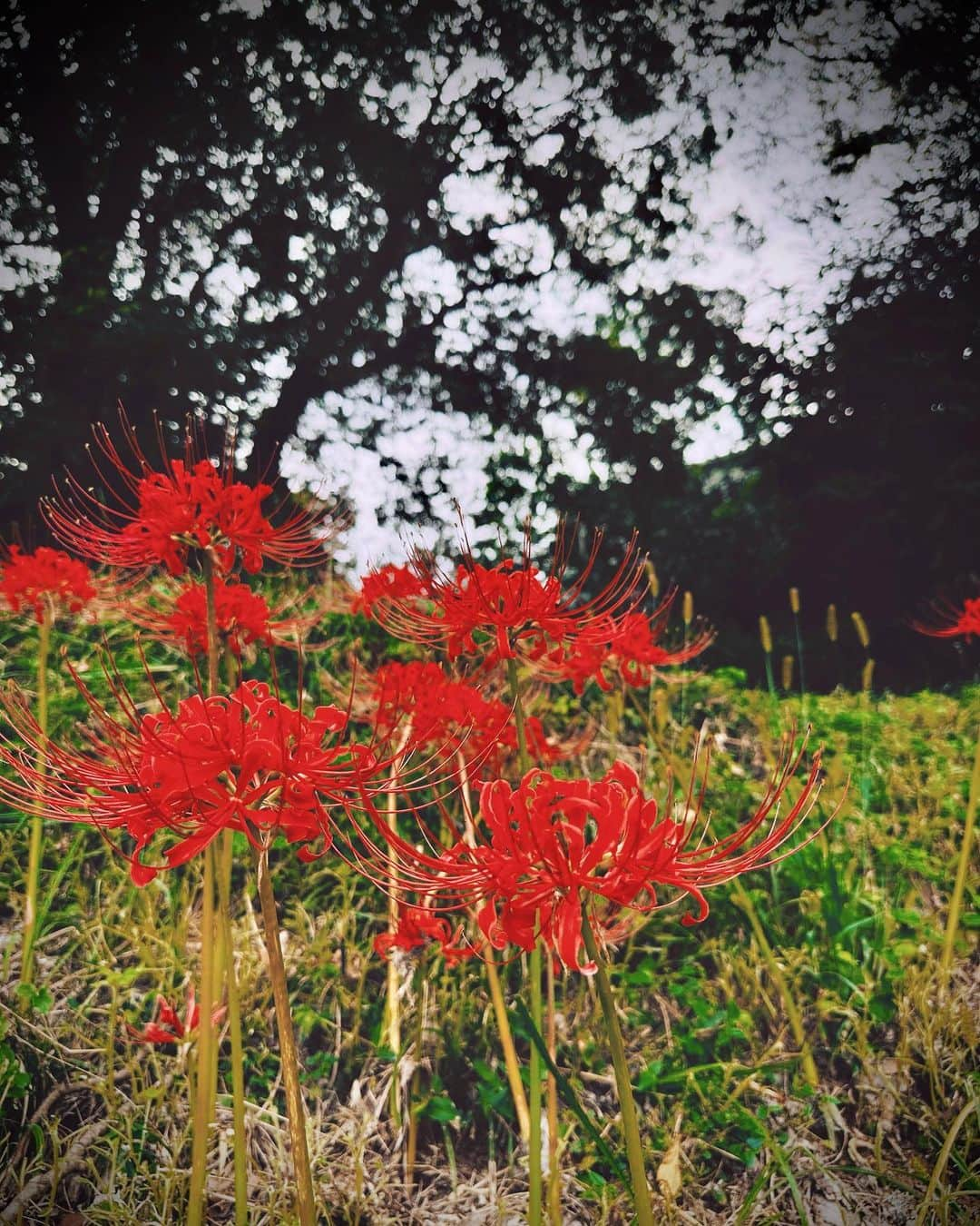 沙月愛奈さんのインスタグラム写真 - (沙月愛奈Instagram)「⁡ ⁡ 曼珠沙華。 花言葉に｢また会う日を楽しみに｣というのがあるんだって。どこか妖しくて魅了される花。 ⁡ 空もすっかり秋空だなぁ・・・  #秋  #曼珠沙華  #また会う日まで」10月2日 20時56分 - satsuki_aina_ayumi