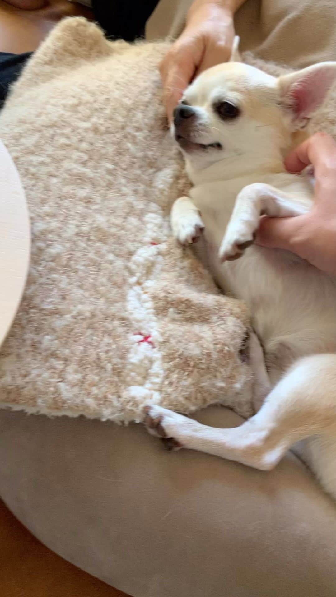 升水翔兵のインスタグラム：「撫でられるために生まれて来た犬です。 #dog #dogsofinstagram」