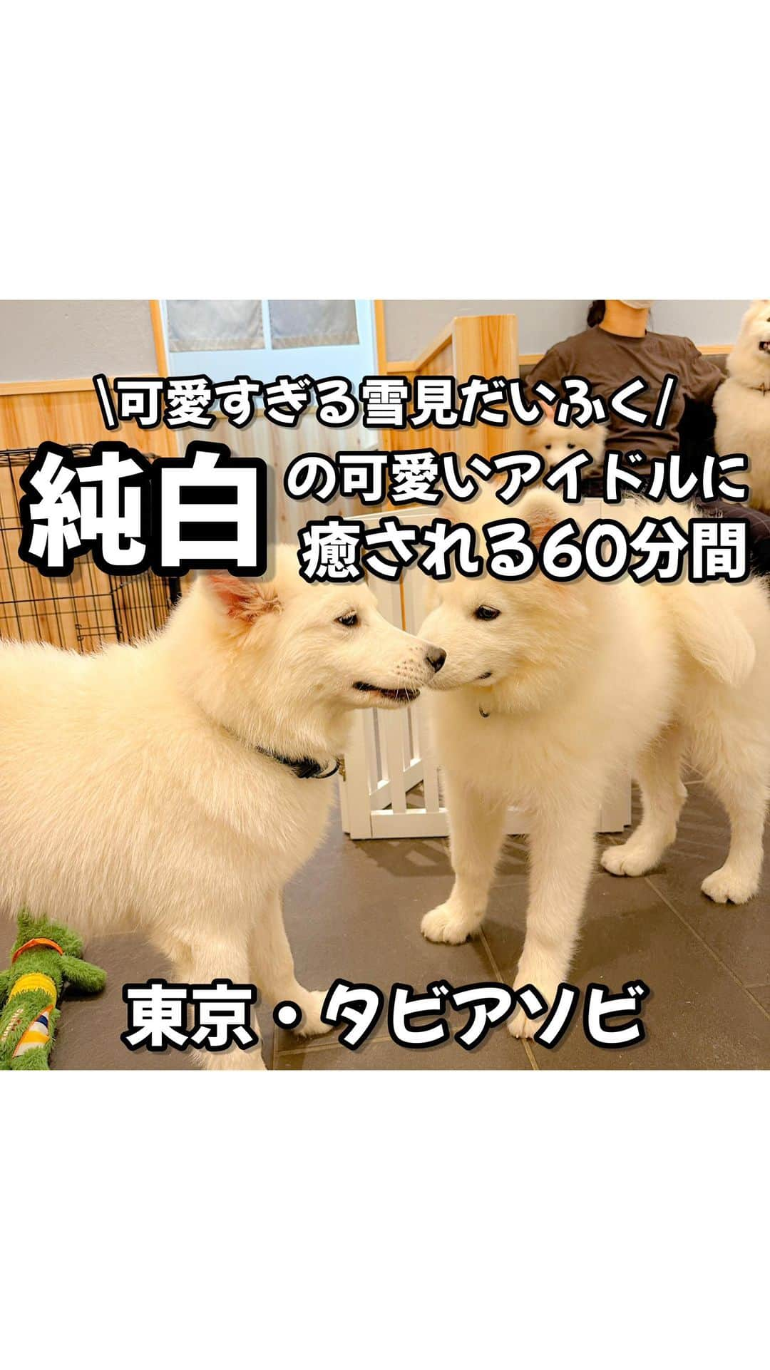 りょうまい夫婦のインスタグラム：「他のおすすめスポットは→ @ryomai_odkk  ◾︎行ってきたところ →【#サモエドカフェアル 】 ◾︎アカウント→ @samoyedcafe   ☞雪見だいふくちゃん達が可愛すぎて…  -————————————————— ◆りょうまい夫婦とは…？  基本家には居ない。3日に1回は出かけてる りょうま🙋🏻‍♂️まい🙋‍♀️『りょうまい夫婦』です‼︎  僕らのアカウントでは…  ・次の休みに行きたいおでかけスポット ・僕らが行ってよかったおもろいところ ・ストーリーは夫婦のちょっとくだらない日常  などを載せてるぜい✌️  フォローすれば次のおでかけがちょっと楽しみになるかも知れん🙌  -————————————————— #東京旅行 #東京観光 #東京デート #世田谷   楽曲提供⬇️ DOVA ~SYNDORME https://dova-s.jp  🌟最後まで見てくれてありがとう🌟」