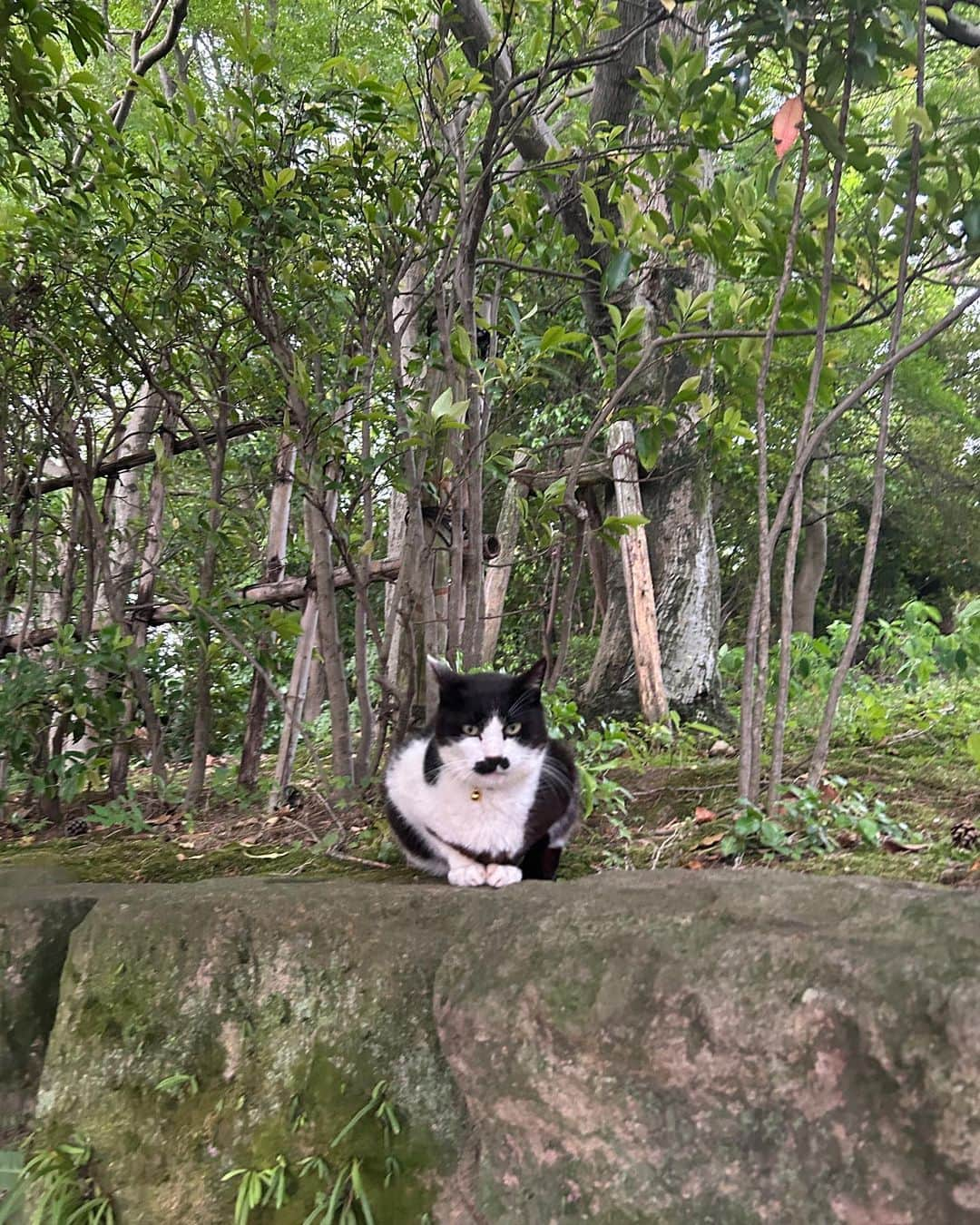 早坂風海さんのインスタグラム写真 - (早坂風海Instagram)「にゃん🐈 ⁡ ⁡ 今日こそはどうか猫様にお会いできないかな〜 ってキョロキョロしながら路地を歩くのが好き🤭 ⁡ フィルムカメラとか持って、「よし！見つけるぞ！」っていう時ほど現れてくれないねんなぁ〜 ⁡ そういう所も好き🐈‍⬛ ⁡ ⁡ ⁡ #早坂風海のネコ歩き #4枚目の猫様の表情が好きすぎる ⁡#早坂風海 #カザスタグラム」10月2日 21時24分 - kazami42_official