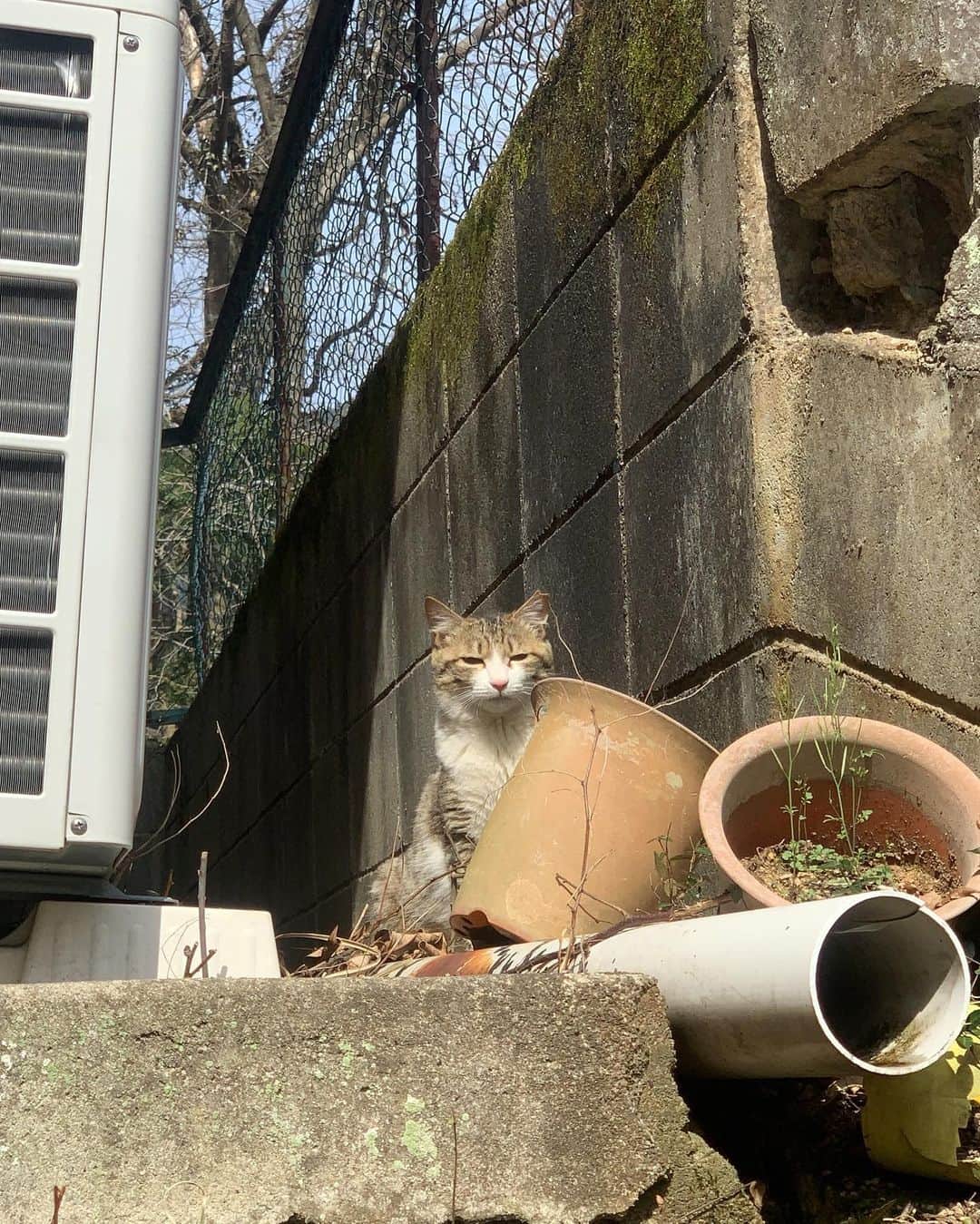 早坂風海さんのインスタグラム写真 - (早坂風海Instagram)「にゃん🐈 ⁡ ⁡ 今日こそはどうか猫様にお会いできないかな〜 ってキョロキョロしながら路地を歩くのが好き🤭 ⁡ フィルムカメラとか持って、「よし！見つけるぞ！」っていう時ほど現れてくれないねんなぁ〜 ⁡ そういう所も好き🐈‍⬛ ⁡ ⁡ ⁡ #早坂風海のネコ歩き #4枚目の猫様の表情が好きすぎる ⁡#早坂風海 #カザスタグラム」10月2日 21時24分 - kazami42_official