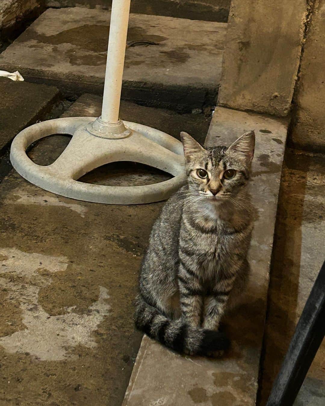 早坂風海さんのインスタグラム写真 - (早坂風海Instagram)「にゃん🐈 ⁡ ⁡ 今日こそはどうか猫様にお会いできないかな〜 ってキョロキョロしながら路地を歩くのが好き🤭 ⁡ フィルムカメラとか持って、「よし！見つけるぞ！」っていう時ほど現れてくれないねんなぁ〜 ⁡ そういう所も好き🐈‍⬛ ⁡ ⁡ ⁡ #早坂風海のネコ歩き #4枚目の猫様の表情が好きすぎる ⁡#早坂風海 #カザスタグラム」10月2日 21時24分 - kazami42_official