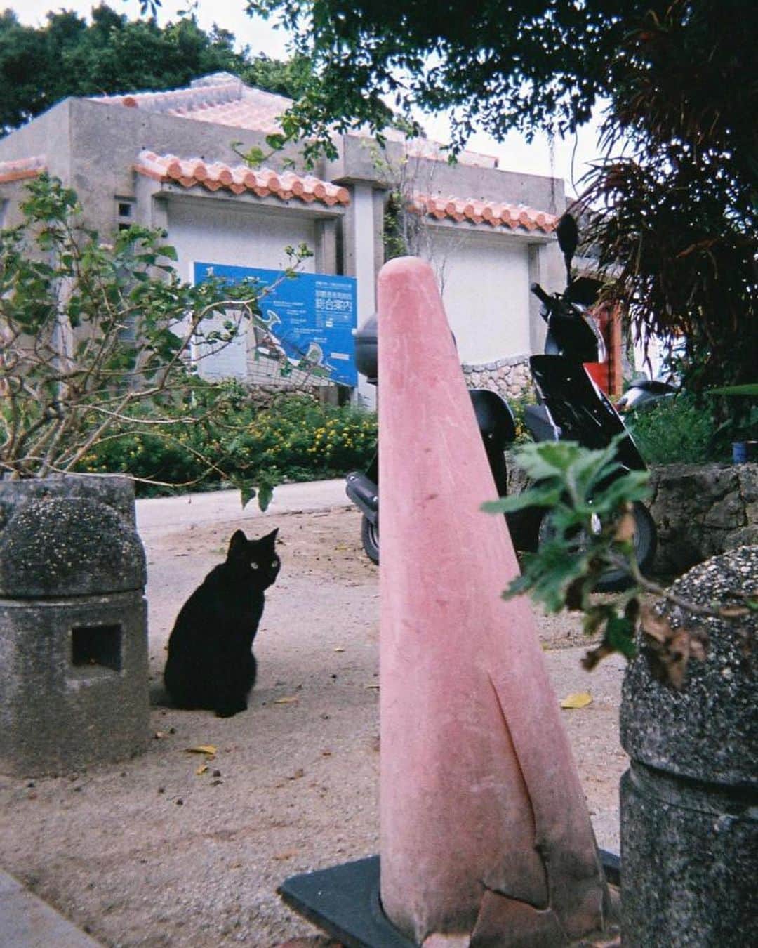 早坂風海さんのインスタグラム写真 - (早坂風海Instagram)「にゃん🐈 ⁡ ⁡ 今日こそはどうか猫様にお会いできないかな〜 ってキョロキョロしながら路地を歩くのが好き🤭 ⁡ フィルムカメラとか持って、「よし！見つけるぞ！」っていう時ほど現れてくれないねんなぁ〜 ⁡ そういう所も好き🐈‍⬛ ⁡ ⁡ ⁡ #早坂風海のネコ歩き #4枚目の猫様の表情が好きすぎる ⁡#早坂風海 #カザスタグラム」10月2日 21時24分 - kazami42_official
