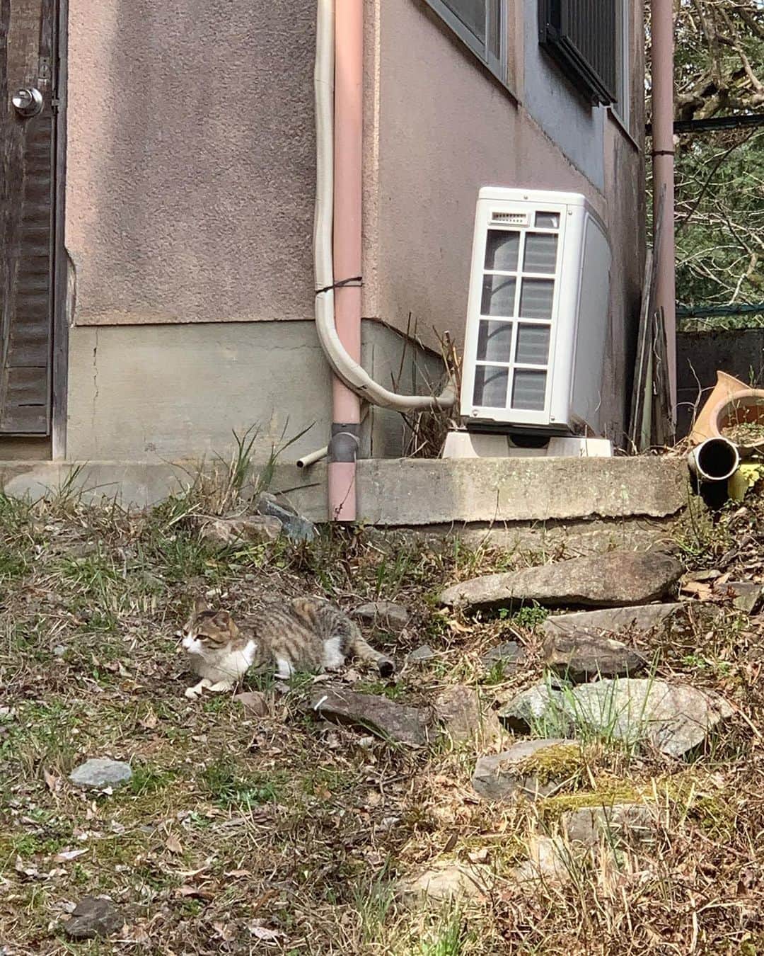 早坂風海さんのインスタグラム写真 - (早坂風海Instagram)「にゃん🐈 ⁡ ⁡ 今日こそはどうか猫様にお会いできないかな〜 ってキョロキョロしながら路地を歩くのが好き🤭 ⁡ フィルムカメラとか持って、「よし！見つけるぞ！」っていう時ほど現れてくれないねんなぁ〜 ⁡ そういう所も好き🐈‍⬛ ⁡ ⁡ ⁡ #早坂風海のネコ歩き #4枚目の猫様の表情が好きすぎる ⁡#早坂風海 #カザスタグラム」10月2日 21時24分 - kazami42_official