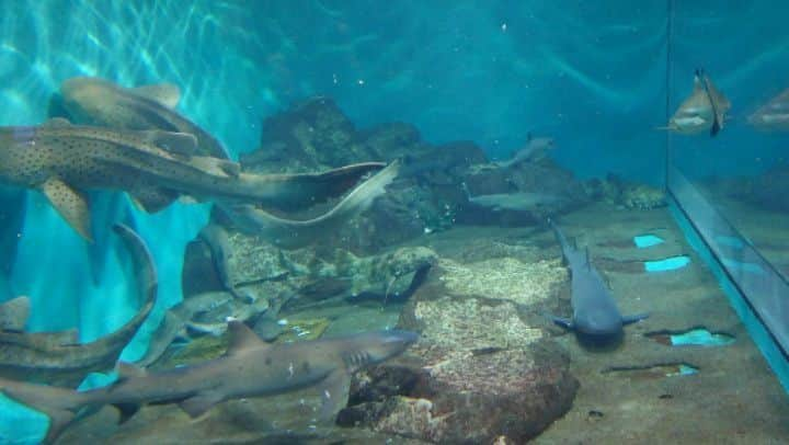 Wakanaのインスタグラム：「今日は先日アップした大洗水族館の第二弾‼️ 「様々なサメちゃん編🦈」をお届けします🥳🎉 またまた気持ち良さそう〜に泳いでいらっしゃるんですよ🤤🦈  サメちゃんの剥製標本にも釘付け…🧐  期間限定でやっているすみっコぐらしとのコラボスペースもあったよ🤭 すみっコぐらしのサメちゃんも可愛いね♡  #アクアワールド大洗 #アクアワールド茨城県大洗水族館 #サメちゃん」