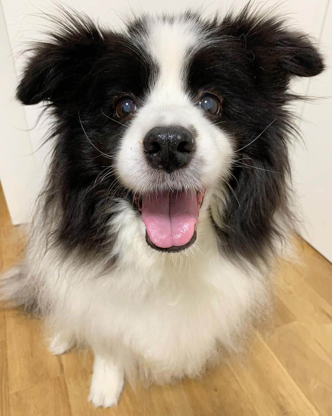犬バカ部宣伝部長のインスタグラム：「そらちゃん🤣 寝癖！？ヒゲが🤣両サイドに、にょーんしてるやんか🤣🤣🤣 ⁡ ありがとう元気出た✌️🤣 ⁡ #犬バカ部 #bordercollie #ボーダーコリー #dog #犬 #白黒 #そら #ふにゃボダ部 #ボダ娘 #ヒゲにょーん」