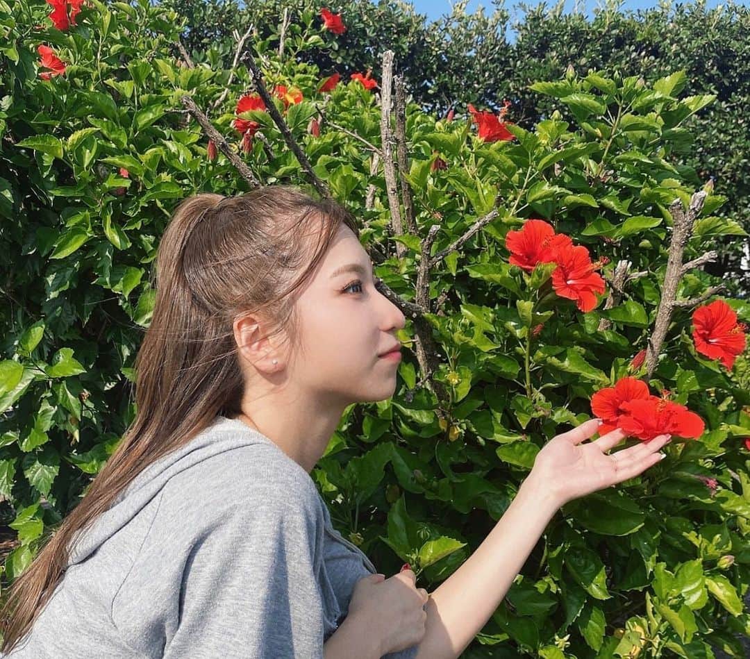 のインスタグラム：「. 南国はハイビスカス咲いてていいな〜🌺 (再投稿失礼します🤫)」