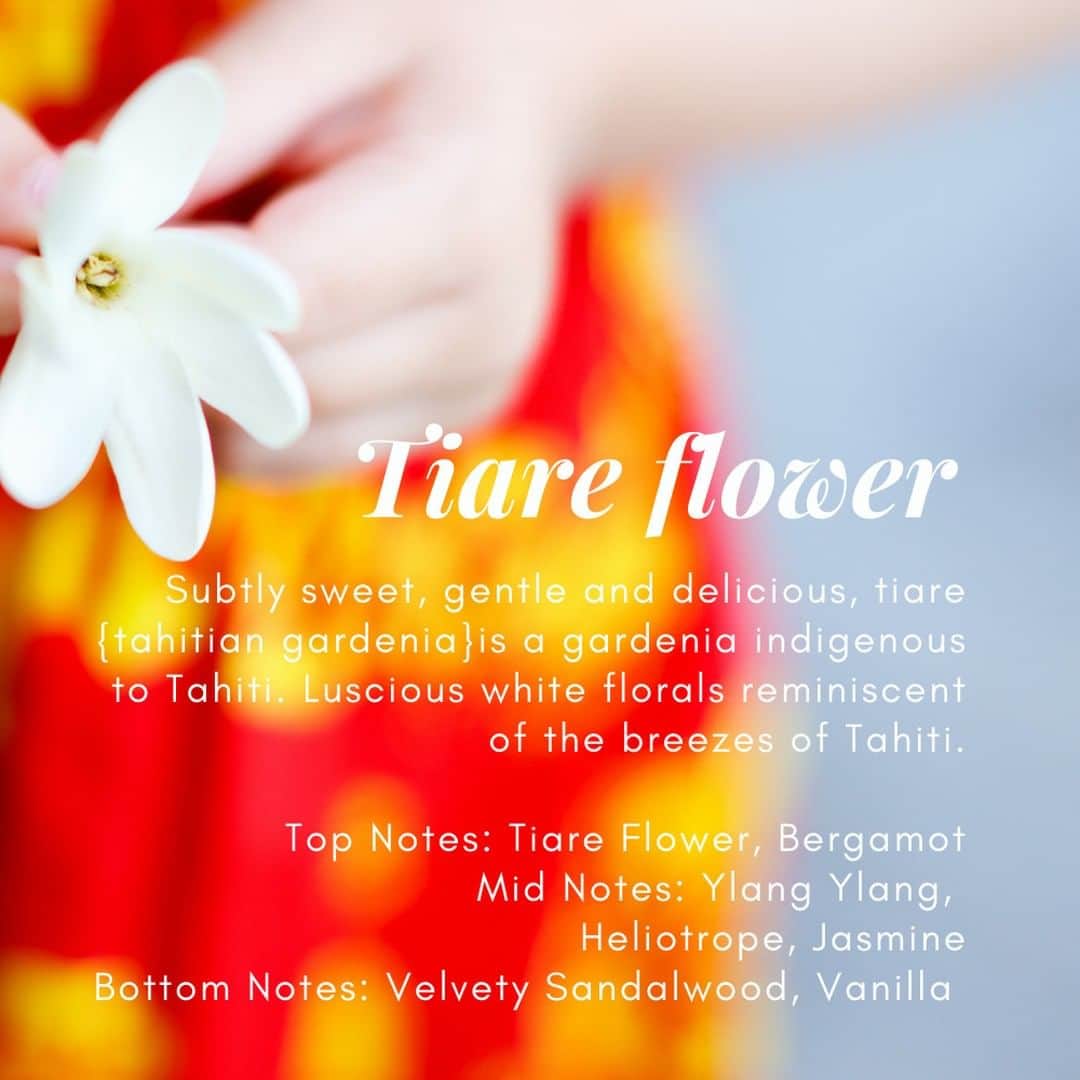 Lanikai Bath and Bodyさんのインスタグラム写真 - (Lanikai Bath and BodyInstagram)「A true Tahitian gardenia (or Tiare) fragrance complimented by a velvety sandalwood musk base note. It's wonderfully enhanced with a spicy floral accord and rich tropical pikake jasmine. #LanikaiFavorites #kailuatownhi #lanikaibathandbody #shoplocal」10月2日 21時57分 - lanikaibathandbody