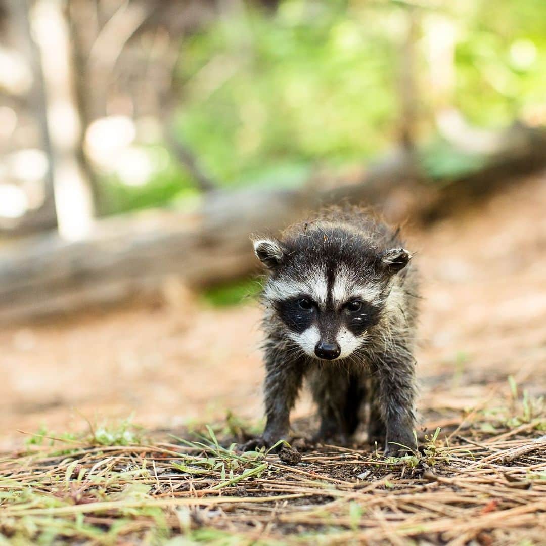 アニマルプラネットのインスタグラム：「While raccoons occasionally venture out in the daytime, they are primarily nocturnal, which means they are most active at night! 🦝   📷: David Marano   #Nocturnal #Fall #Halloween #Raccoon #Wildlife」
