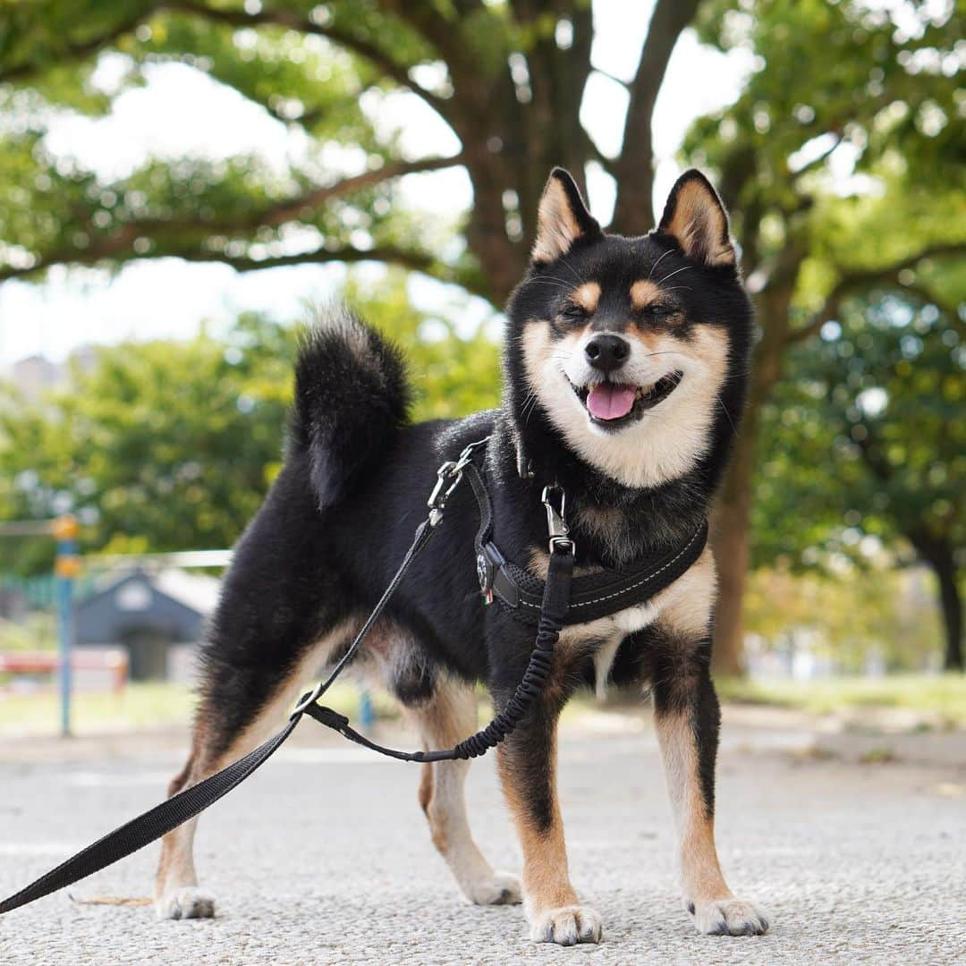 黒豆柴こむぎのインスタグラム