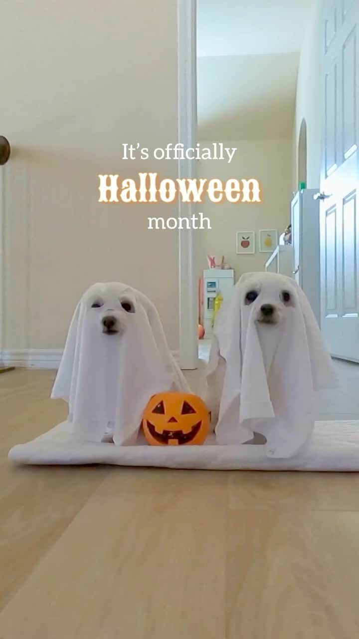 hi.arodのインスタグラム：「The best month of the year is finally here! 👻 👻 #maltese #halloweenmonth #halloweenvibes #ghost #pumpkinseason #halloween #halloweencostume #halloweenspirit #doggo #dogsofinstagram #dogoftheday #spookyseason #funnydog #funnydogvideos #dogvideos #foryou #fyp」