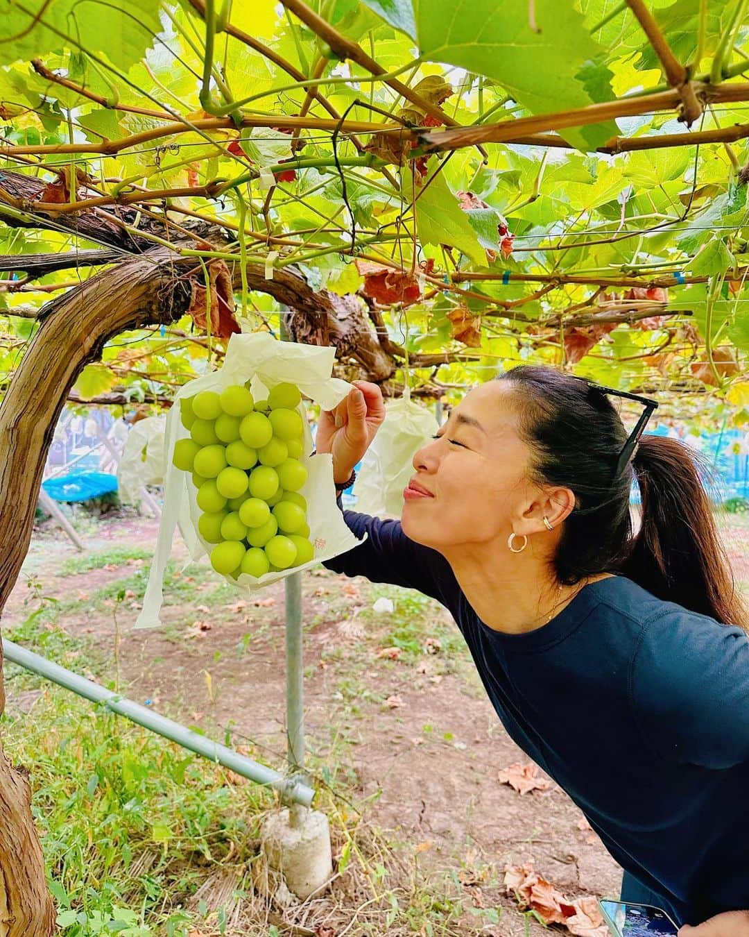 野沢和香さんのインスタグラム写真 - (野沢和香Instagram)「山梨へ行ったからには、滑り込みでぶどう狩り最終日🍇 長年お世話になっている勝沼の #朝日園 さんのブドウは特大の大粒で瑞々しさがちがう✨ もぎたては本当〜に格別✨皮がはじけそうにパリっ♪中の果汁がジュワーっと感動の美味しさなんです。  沢山狩って大満足🙌 あー🍇美味し〜い🤤 フルーツって元気になるね☀️✨」10月2日 22時19分 - wakanozawa