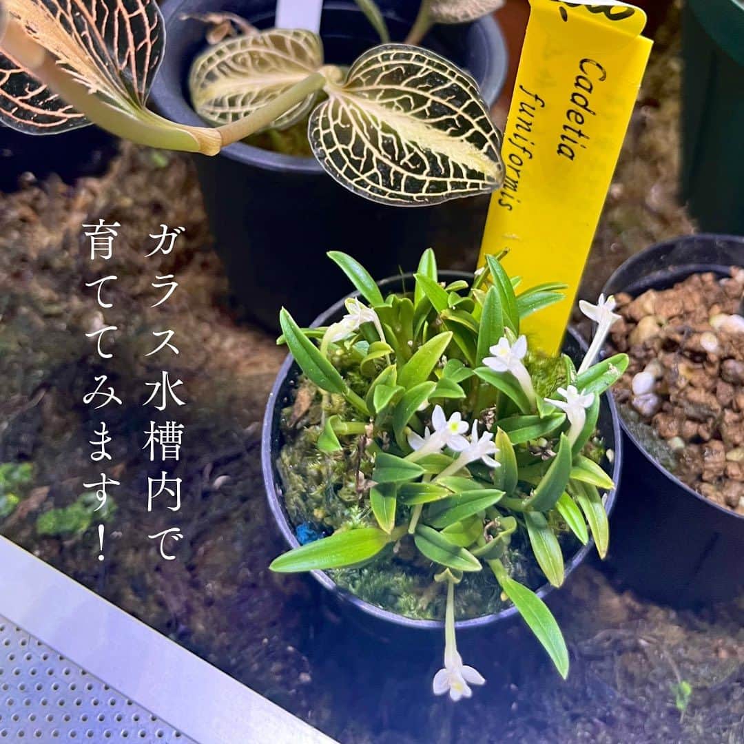 高松雪乃さんのインスタグラム写真 - (高松雪乃Instagram)「グレートボタニーでは、 小型のラン科植物、Cadetia funiformis カデチア フニフォルミス を購入しました✴︎  環境に合うと1年中咲き続けるんだって😳  テラリウムにおすすめみたい🫙  ガラス水槽内で育てていきます✴︎✨  #Cadetiafuniformis #カデチアフニフォルミス #ラン科植物　#植物　#グレートボタニー」10月2日 22時20分 - yukinotakamatsu