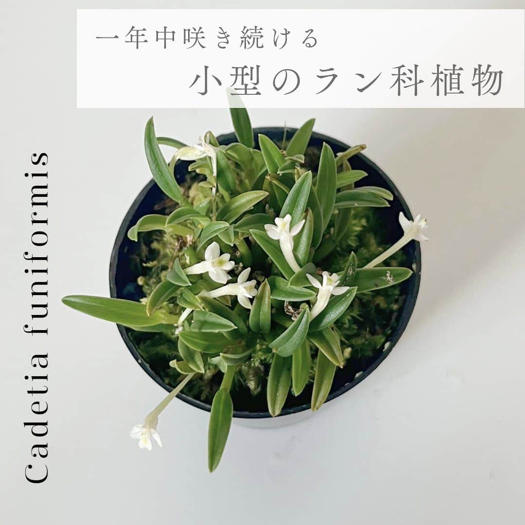 高松雪乃のインスタグラム：「グレートボタニーでは、 小型のラン科植物、Cadetia funiformis カデチア フニフォルミス を購入しました✴︎  環境に合うと1年中咲き続けるんだって😳  テラリウムにおすすめみたい🫙  ガラス水槽内で育てていきます✴︎✨  #Cadetiafuniformis #カデチアフニフォルミス #ラン科植物　#植物　#グレートボタニー」