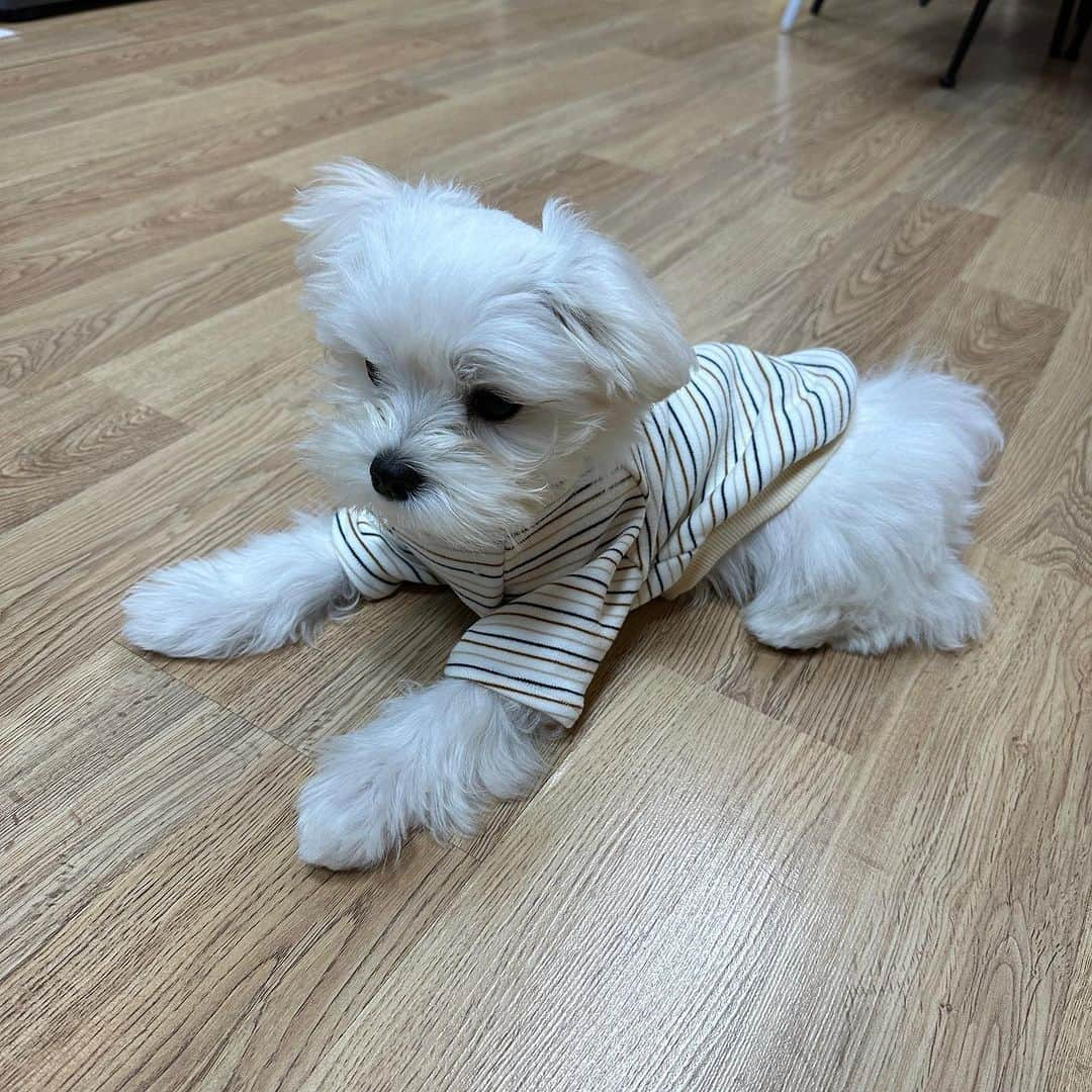 ジュニさんのインスタグラム写真 - (ジュニInstagram)「주디는 극한직업 ㅋㅋ 빠쑝쇼   #댕스타그램 #댕댕이 #패션쇼」10月2日 22時23分 - zuny_l___l