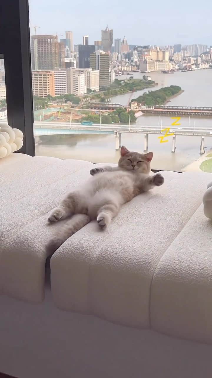 Aww Clubのインスタグラム：「Paid rent … now it’s time to relax  #meowed #cutecat #cats #relax #myhouse #rent #owner #cathouse」