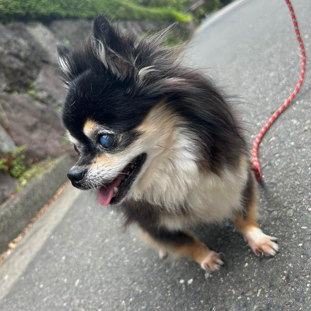 前田ゆうさんのインスタグラム写真 - (前田ゆうInstagram)「お散歩してランチしてきました🐕😆ペット可レストランありがたい🫶ここのお店は百名店になってたからずっときになってたハンバーガー🍔たべれるおみせ😊 テラスはワンチャンおっけいです🤍お店の中はアメリカンな雰囲気でかわいかったよ😍 ハンバーガーも写真撮るの下手くそだけどめちゃくちゃおいしかったよ😊  おやすみなさぁい！！＾＾」10月2日 22時50分 - yuu_maeda