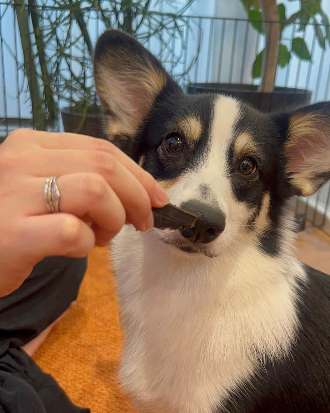 高崎モモコ のインスタグラム：「人間の食べ物より贅沢🫣な無添加おやつ🐕🍘 . 🐾【犬食堂 渡辺屋】 @watanabeya_japan . . 犬の健康や見た目は食事から🍽 近江牛のジャーキーやふりかけをいただきました！ 実家の愛犬ちゃお( @chaochao37 ) と 友達の愛犬ニコ( @mori_nico0417 ) で分けわけしたよ😆 . . #渡辺屋 さんのおやつは ☑︎「無添加」「無着色」「無香料」 ☑︎ 国内製造ですべて職人さんの手作り ☑︎ 人間の食事用のお肉を使用 . 安心安全に美味しくいただける極上おやつです🐕 わんちゃんも喜ぶと思うのぜひチェックしてみてください☺️ . . #犬のいる生活#無添加おやつ専門店#無添加おやつ#いぬすた#watanabeya_japan#pr #ペットのいる生活#ふわもこ部#ペットフード#ペットおやつ#犬のおやつ#わんこごはん#BHT#コーギーブラックヘッド#ブラックヘッド#柴犬#corgi#doglife#shibadog」