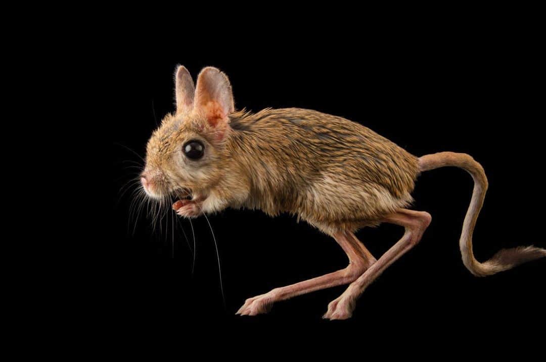 Joel Sartoreさんのインスタグラム写真 - (Joel SartoreInstagram)「Why does the Egyptian jerboa have hind legs more than four times the length of its tiny arms and a long, curvy tail for balance? Because it's built for jumping! The jerboa’s primary defense from predators is to spring three feet in the air and across distances up an incredible nine feet! Photo taken @zooplzen.   #jerboa #animal #mammal #wildlife #photography #animalphotography #wildlifephotography #studioportrait #PhotoArk @insidenatgeo」10月3日 0時26分 - joelsartore