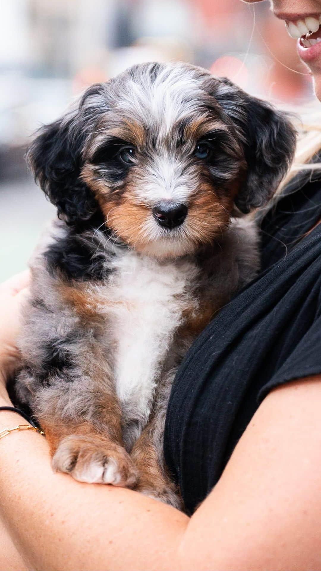 The Dogistのインスタグラム：「Norman, Miniature Bernedoodle (8 w/o), Bond & Lafayette St., New York, NY • “He doesn’t have his shots yet, so he can’t be on the ground. We chose Norman because we like old people names. He loves his chew toys. I love just seeing a happy face – he’s always happy to see us. He has a very mild temperament too, which is great.” @norman_the_bernedoodle1   What are your favorite old people names for dogs?」