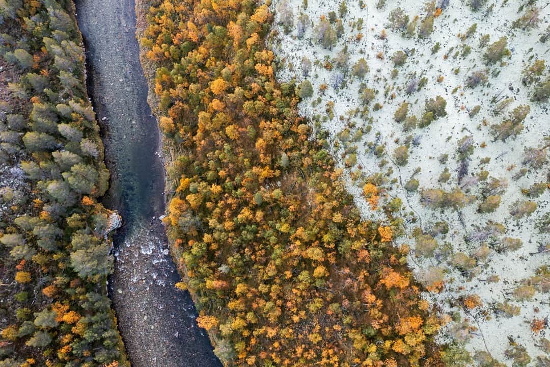National Geographic Travelさんのインスタグラム写真 - (National Geographic TravelInstagram)「Photo by @orsolyahaarberg | See that area that looks like white carpet in this aerial image of a mixed forest in Rondane, Norway? It’s a thick layer of lichen called Cladonia sp., which covers where the ground is most exposed. The Cladonia species do not tolerate thick snow cover, so they grow in places snow is blown away by wind in the winter. Nearby are autumn-yellow mountain birch (Betula pubescens) and Scots pine (Pinus sylvestris).」10月3日 1時30分 - natgeotravel
